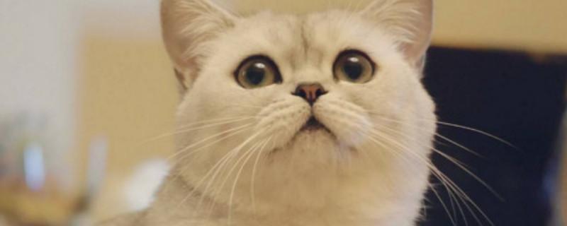 英短发腮前兆