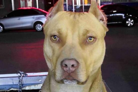 比特犬和藏獒哪个厉害