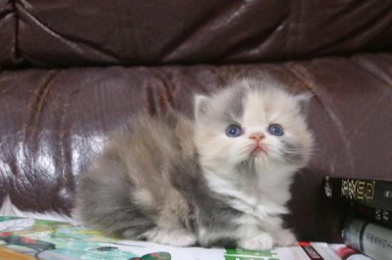 为什么不养短脚猫