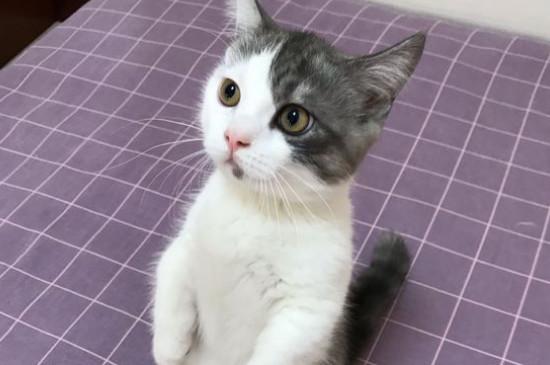 矮脚猫一般多重