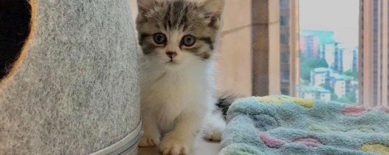 曼基康猫和英短的区别