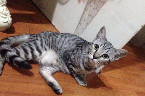 虎斑猫和美短的区别