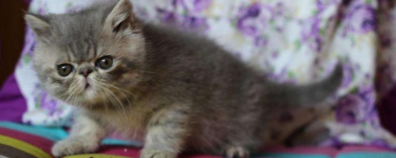 波斯猫和加菲猫的区别
