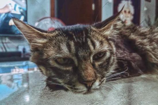 狸花猫对主人好的表现