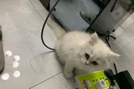 金吉拉猫认主人的吗