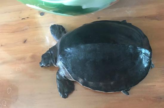 猪鼻龟20cm要长多久