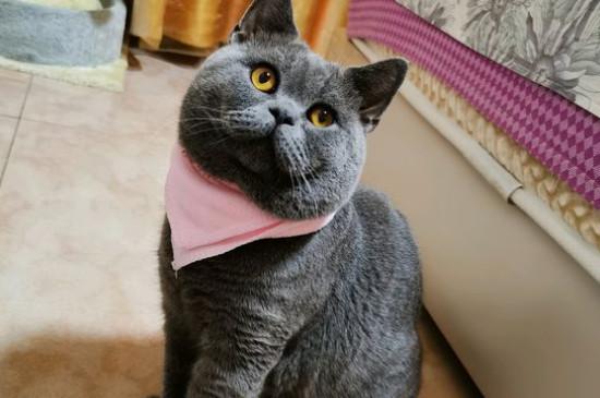 英短蓝猫1000的正常吗