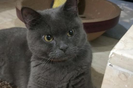 英短蓝猫一般吃什么