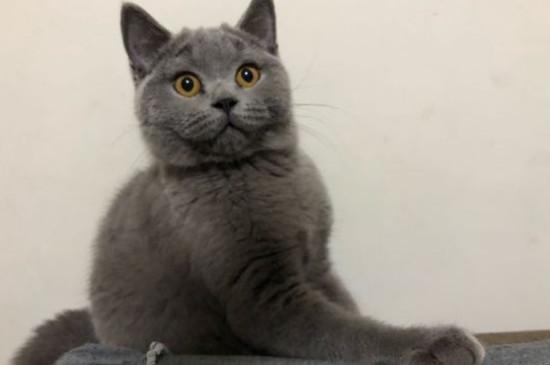 英短蓝猫一般吃什么