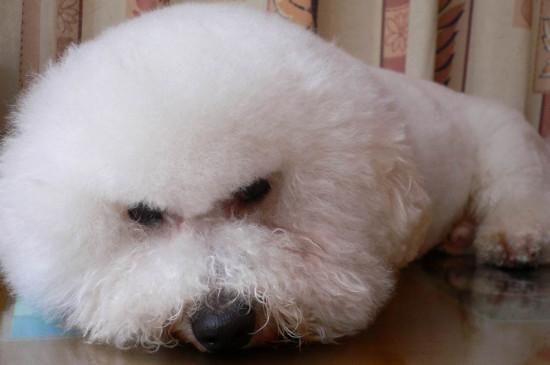 卷毛比熊犬智商排名第几名，宠物狗比熊智商排行榜