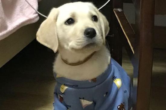 卷毛比熊犬智商排名第几名，宠物狗比熊智商排行榜