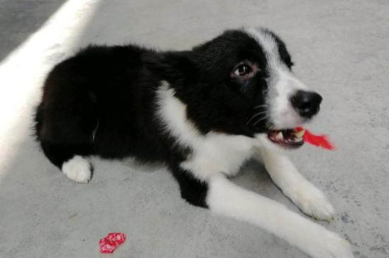 卷毛比熊犬智商排名第几名，宠物狗比熊智商排行榜