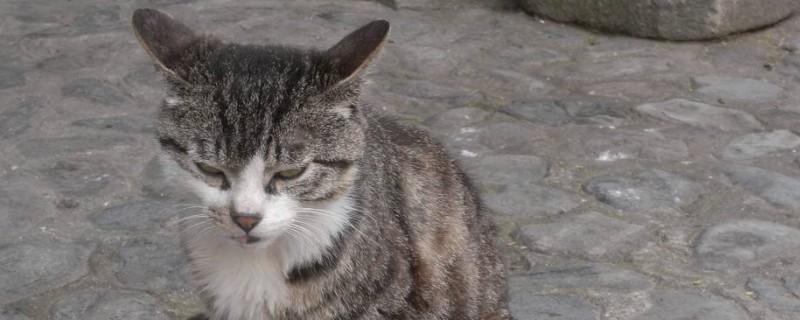 中国狸花猫在国外价格,高达900美元一只