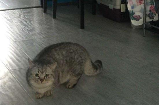曼赤肯猫多少钱一只比较靠谱，市场价格一般在3000-5000元