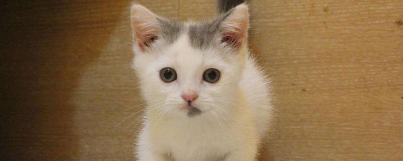 矮脚猫的缺点