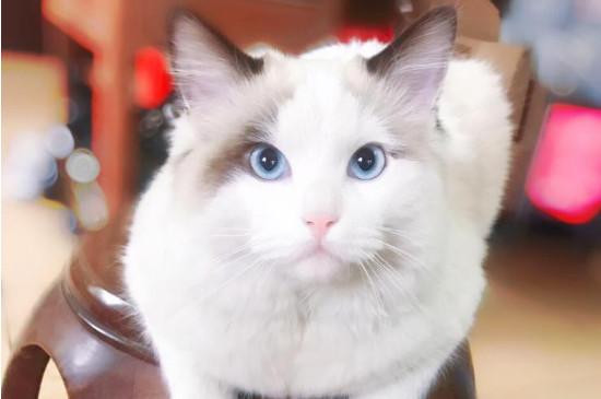 布偶猫为什么不能养