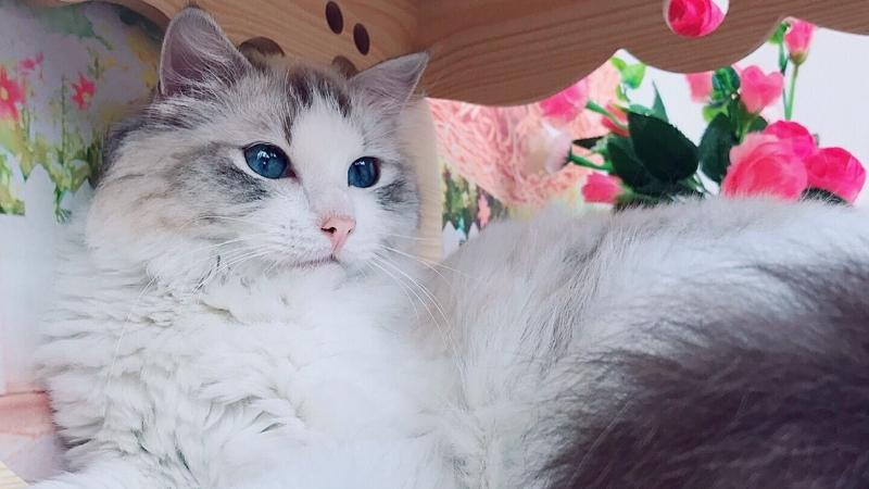 纯种布偶猫价格多少，布偶猫一般多少钱一只
