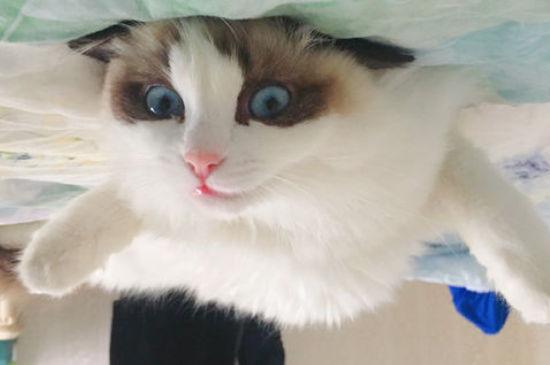 布偶猫只忠诚主人吗