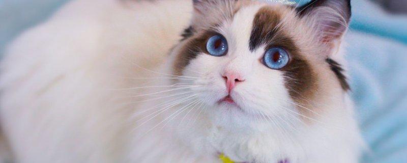 布偶猫是什么猫杂交的，布偶猫怎么配出来的