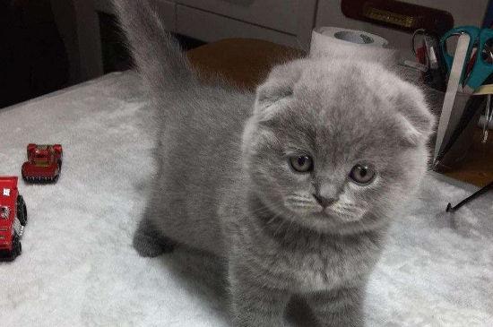 折耳蓝猫为什么不能养