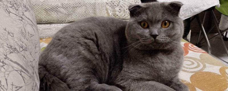 折耳蓝猫为什么不能养