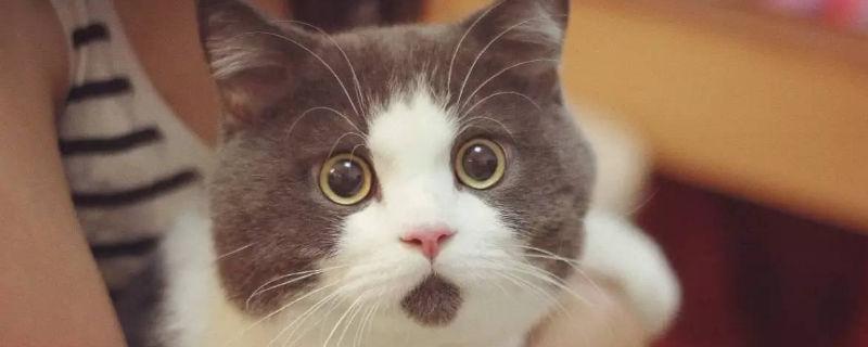 英短猫喜欢你的表现