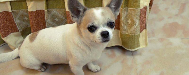小鹿犬和吉娃娃哪个贵