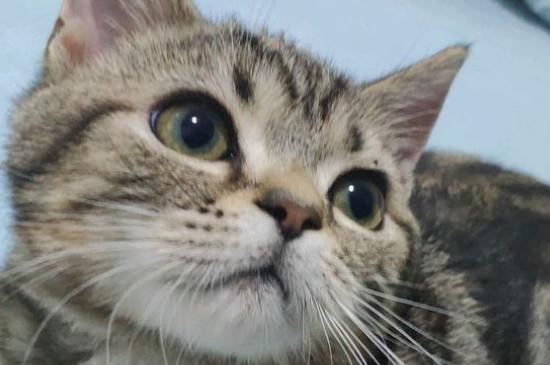 狸花猫和虎斑猫的区别