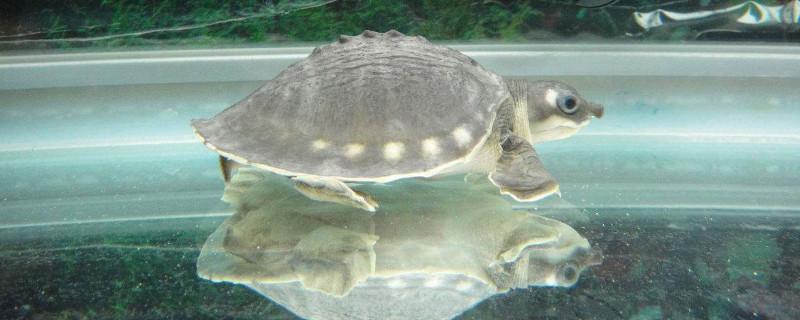 水族箱适合养什么龟