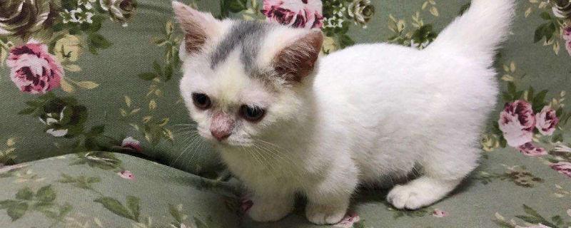 柯基猫是什么品种