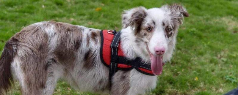 牧羊犬容易咬人吗