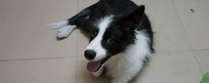 两个月的牧羊犬怎么养