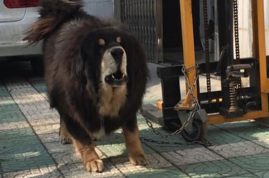 纯种藏獒价格多少钱一只,藏獒价位大概在5000-20000元