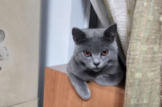 蓝猫几个月变成包子脸