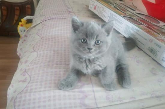 虎斑和蓝猫配生出啥样