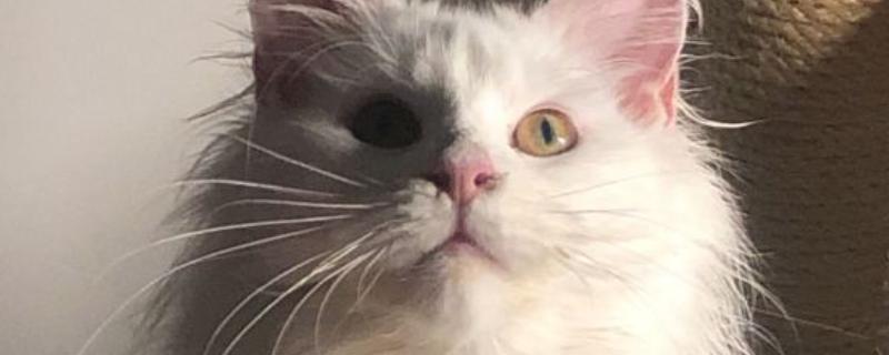 缅因猫多大可以交配