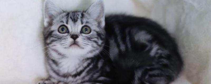 美国短毛猫粘人程度