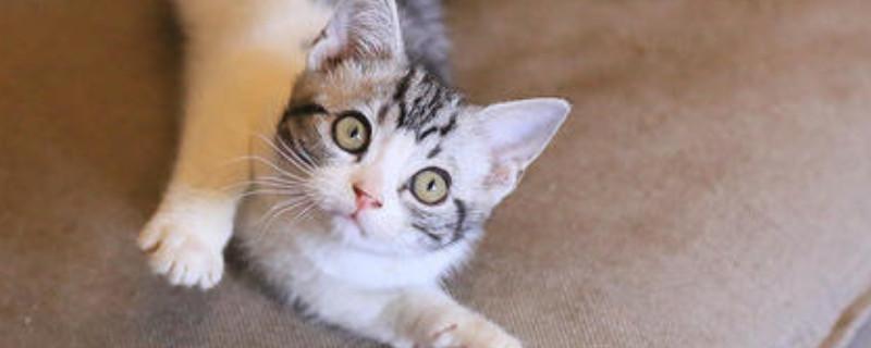 美国短毛猫好养吗