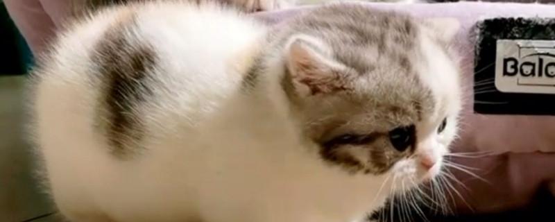拿破仑猫为什么不能养