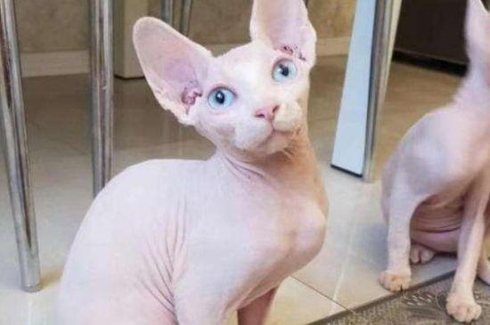 无毛猫寿命