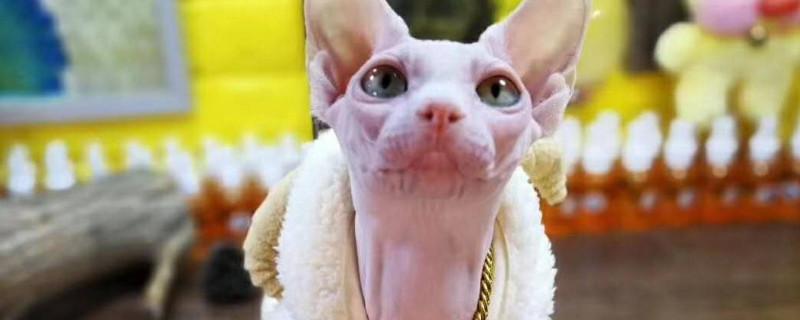 无毛猫寿命
