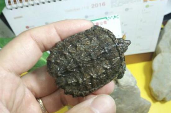 鳄龟尾巴断了还可以长出来吗