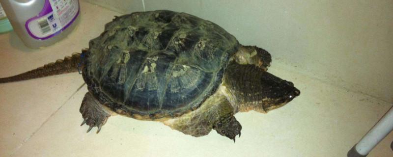 鳄鱼龟10斤要养多久