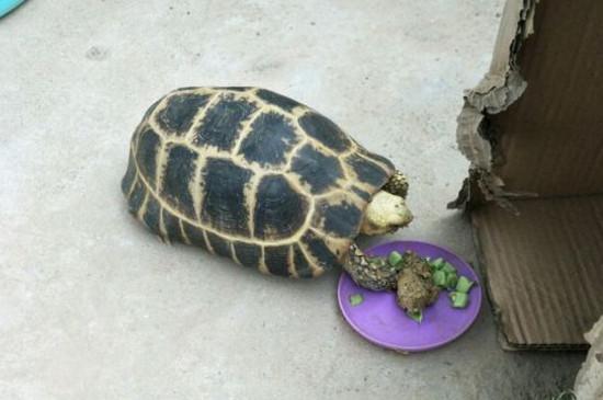 缅陆不吃龟粮怎么办