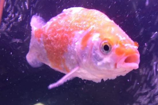 金鱼头上有白色絮状物
