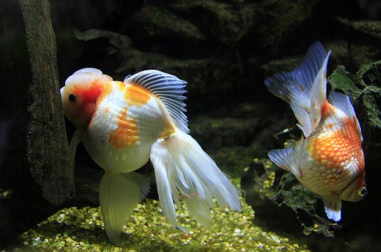 金鱼低于多少度不喂食