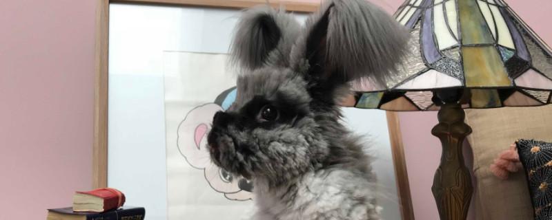 安哥拉兔可以和猫一起养么