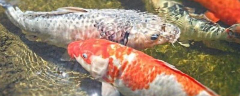 养锦鲤为何晚上跳缸