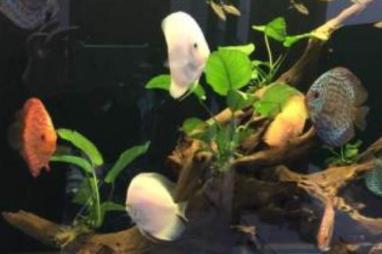 七彩神仙鱼怎么换水