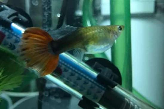 孔雀鱼怀孕隔离死了怎么回事